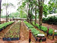 Prefeitura de Iguatemi estimula o plantio de espécies nativas