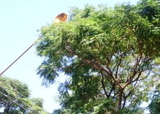 Árvores perto dos fios elétricos são podadas em Iguatemi.