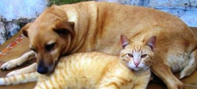 Cães e Gatos são vacinados contra a raiva em Iguatemi.