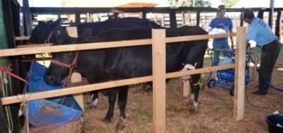 Torneio leiteiro revelou as quatro vacas campeãs na Feira do Leite em Iguatemi.