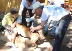 Iguatemi vacina cães e gatos