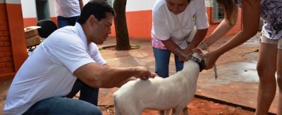 Cães e Gatos são vacinados pela Vigilância Sanitária em Iguatemi.