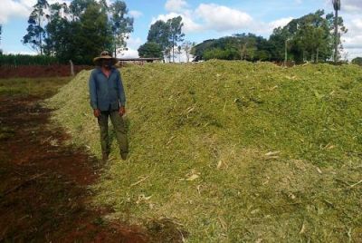 SILAGEM NO ASSENTAMENTO RANCHO LOMA IRÁ COMPLEMENTAR ALIMENTAÇÃO DO GADO LEITEIRO NO INVERNO. SILAGEM NO ASSENTAMENTO RANCHO LOMA IRÁ COMPLEMENTAR ALIMENTAÇÃO DO GADO LEITEIRO NO INVERNO.
