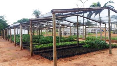VIVEIRO DE MUDAS PRODUZIU 7,5 MIL MUDAS PARA ATENDER PRODUTORES RURAIS. Com repasse do MP, prefeitura constrói estufas, revitaliza viveiro e novo quiosque em parque natural.