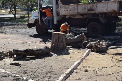 COM RISCO DE CAIR E PROVOCAR ACIDENTES PREFEITURA REALIZA CORTE DE ÁRVORES SECAS COM RISCO DE CAIR E PROVOCAR ACIDENTES PREFEITURA REALIZA CORTE DE ÁRVORES SECAS