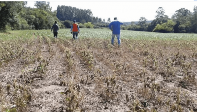 PEQUENOS PRODUTORES DA AGRICULTURA FAMILIAR DE IGUATEMI ATINGIDOS PELA SECA, CONQUISTAM CONCESSÃO DE REBATE. PEQUENOS PRODUTORES DA AGRICULTURA FAMILIAR DE IGUATEMI ATINGIDOS PELA SECA, CONQUISTAM CONCESSÃO DE REBATE.